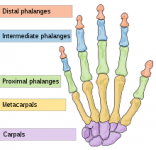 220px-Scheme_human_hand_bones-en.svg.png