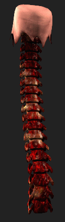 Spine.png