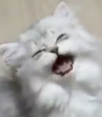 Kitty meow meow.png
